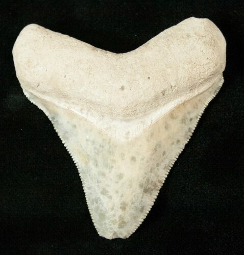 Serrated Bone Valley Megalodon Tooth #17182
